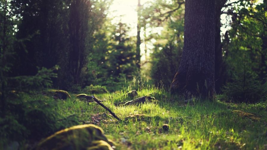 Skog